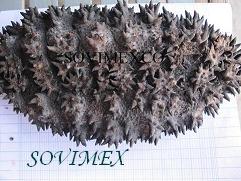 Sovimex .,LTD